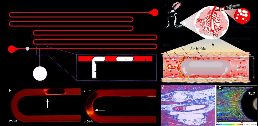 机械工程系李永健课题组揭示血管内气栓发生的关键机制-开云新闻网.png 机械工程系李永健课题组揭示血管内气栓发生的关键机制-开云新闻网.png