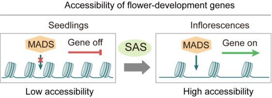 20250430-Nucleic Acids Research -何新建-2. SAS复合体在花发育过程中的作用模型.png