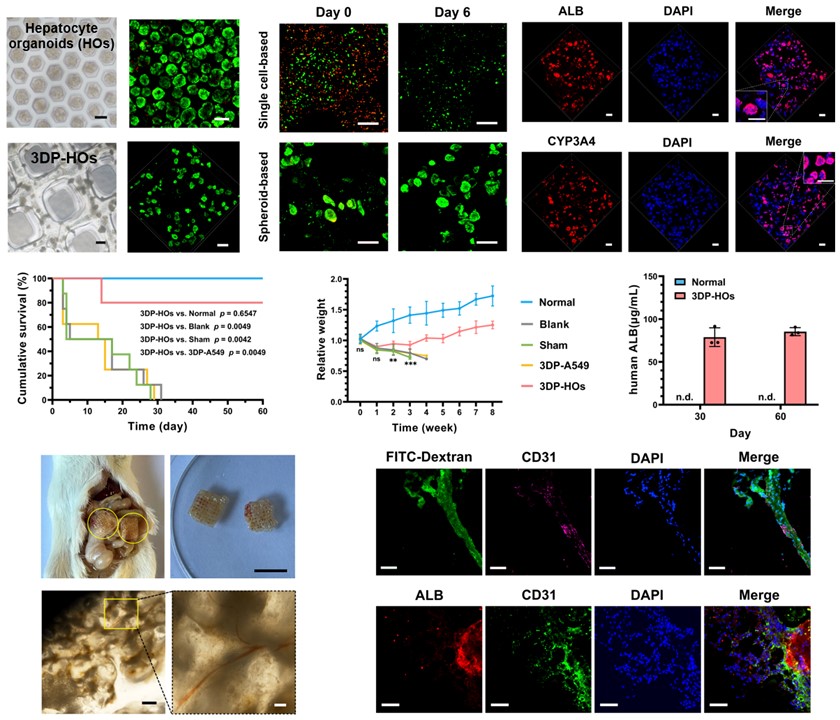20250307-kaiyun开云官方网站机械系孙伟、庞媛课题组与北京大学昌平实验室邓宏魁团队合作研发3D打印肝类器官用于肝衰竭治疗研究-机械系-图2：基于细胞团簇打印策略构建的肝组织模型（3DP-HOs）显示出良好的生物活性和肝功能表达，肝衰竭小鼠移植治疗效果显著，在长期体内移植中与宿主形成血管连接.jpg