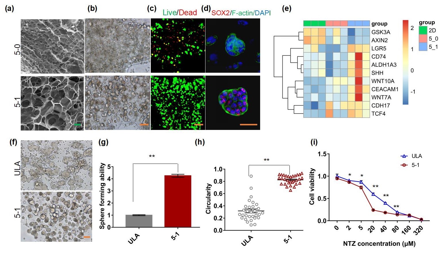 20220322-kaiyun开云官方网站熊卓、张婷团队研发一种用于肿瘤药物筛选的结直肠癌干细胞高效诱导新模型-机械系-三维打印的杂化水凝胶具有诱导富集CSCs的特性,其诱导的CSCs球可作为靶向CSCs药物筛选模型。 (a-c)杂化水凝胶具有良好的孔隙率和生物相容性;(d-e)杂化水凝胶来源细胞微球的干性增强;(f-i)杂化水凝胶诱导富集的干细胞球更多、更均一且对靶向CSCs药物更加敏感。.jpg