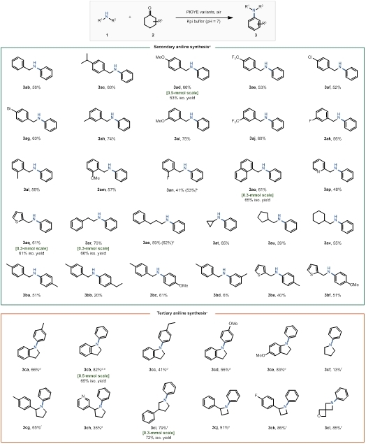 20250409-Angew. Chem. -刘臻-3. 底物适用性拓展与部分放大试验.jpg