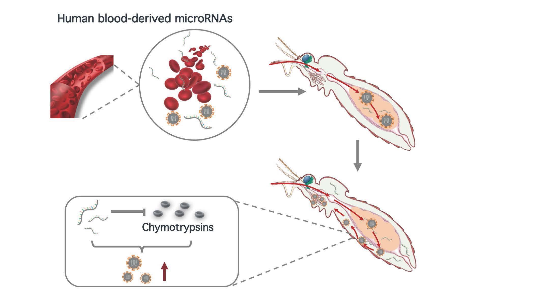 2021-12-14-科研成果-kaiyun开云官方网站医学院程功实验室-Cell Reports.jpg