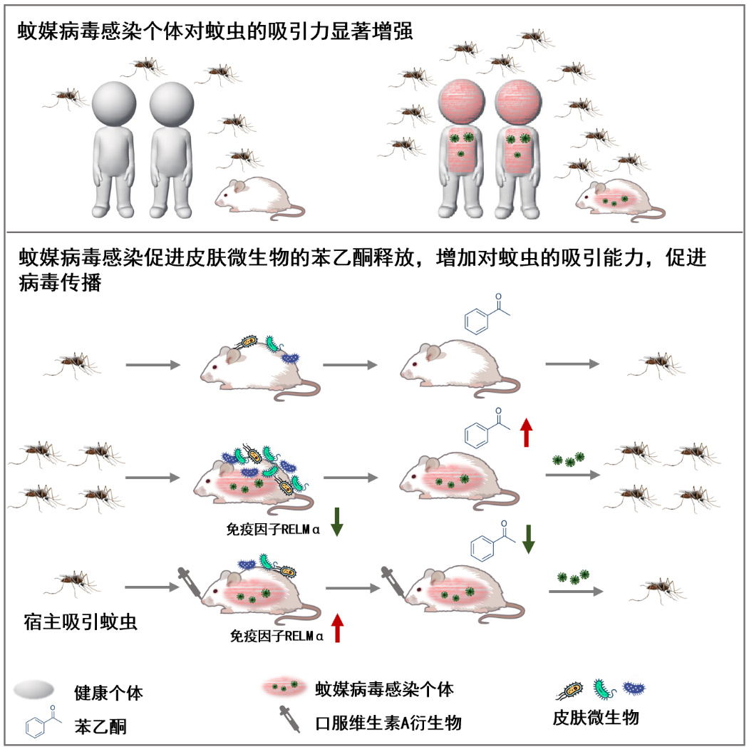 20220630-通过补充维生素A类药物,重塑感染个体皮肤微生物的苯乙酮释放,降低蚊媒病毒传播循环效率-程功-科研成果.png 20220630-通过补充维生素A类药物,重塑感染个体皮肤微生物的苯乙酮释放,降低蚊媒病毒传播循环效率-程功-科研成果.png