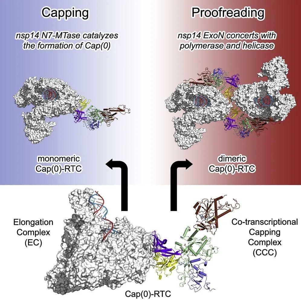 20210524-《细胞》-新冠病毒转录复制复合体的mRNA加帽状态与复制校正状态图,基于Cap(0)-RTC的三维机构-饶子和课题组.jpg