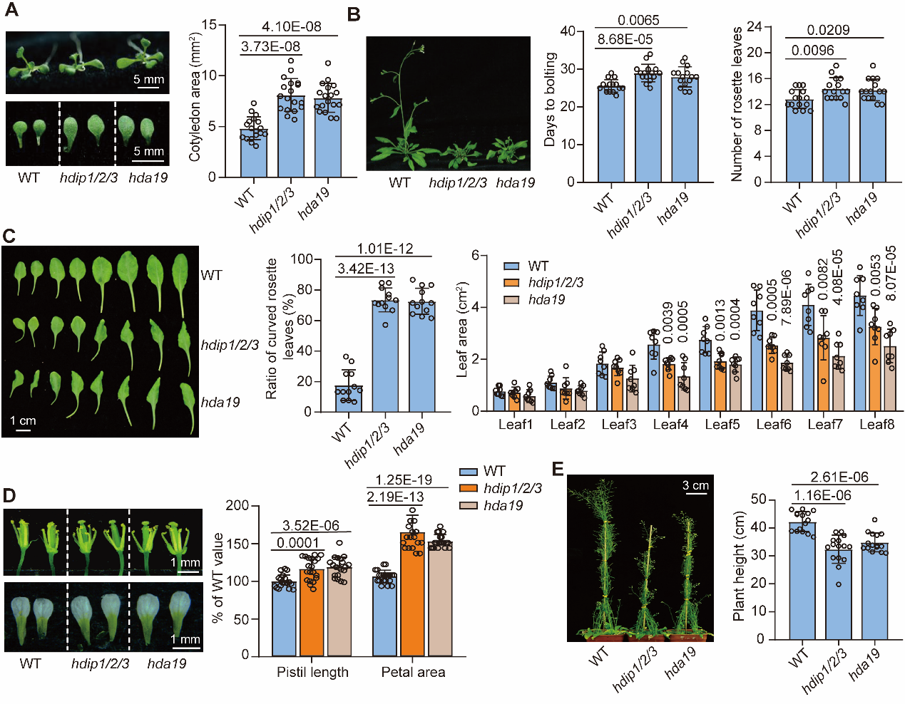 20250429-EMBO Journal -何新建-1. HDIP123和HDA19共同调控植物生长发育.png
