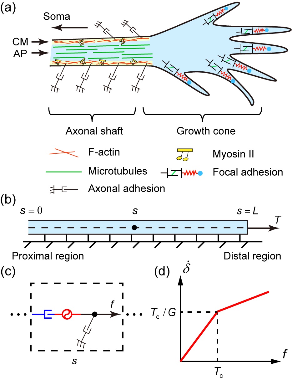 20220916-科研成果-张焕新-轴突结构的活性粘弹性杆模型.jpg 20220916-科研成果-张焕新-轴突结构的活性粘弹性杆模型.jpg